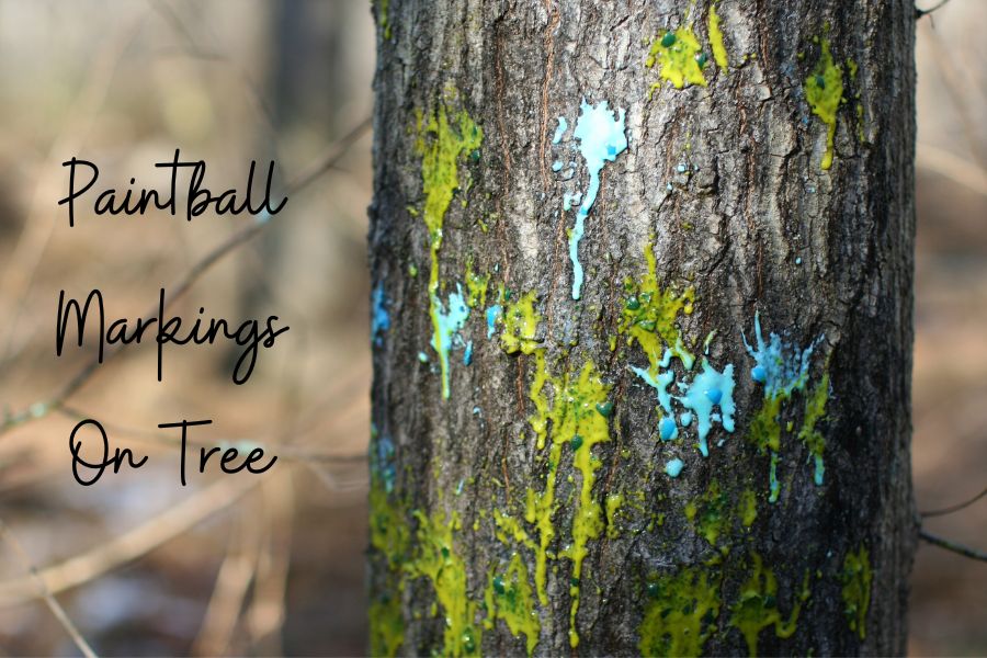 Paintball Markings On Tree