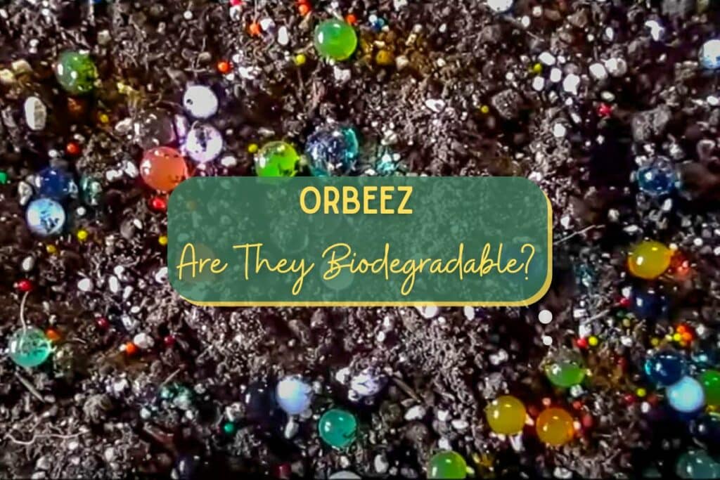 Son biodegradables los Orbeez y cómo deshacerse de ellos?