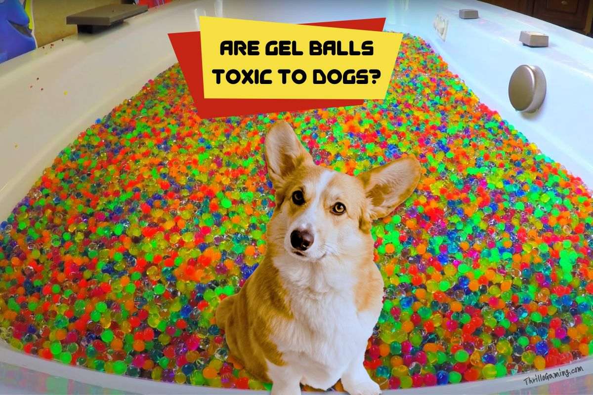 Are Gel Blaster Balls Toxic To Dogs
